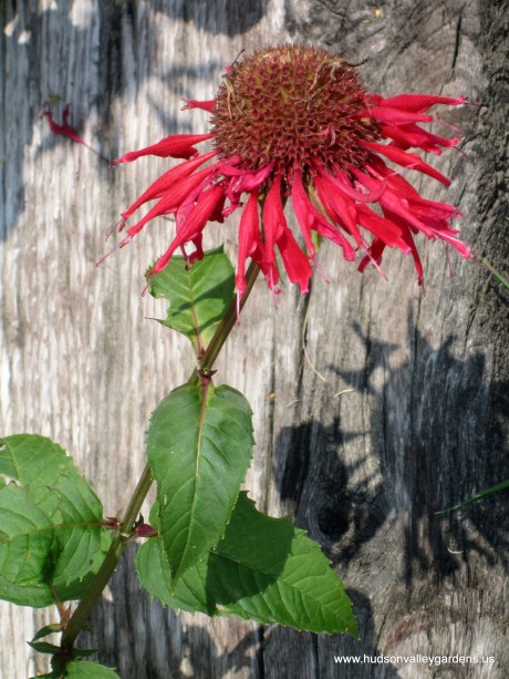 A single monarda flower