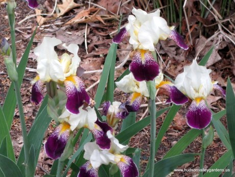 bearded iris plants are deer resistant