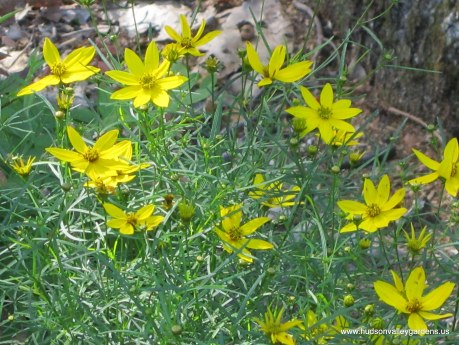 coreopsis moonbeam with yellow flowers