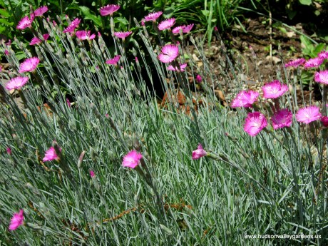 dianthus 'Fire Witch' has magenta flowers and is not eaten by deer