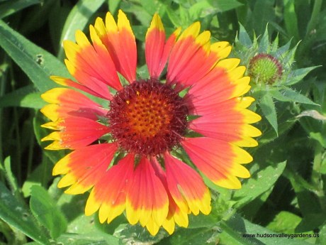 red and yellow gaillardia flowers are never eaten by deer