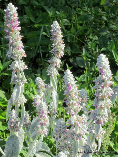 stachys flowers